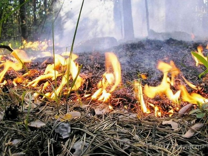 пожар в лесу.jpg